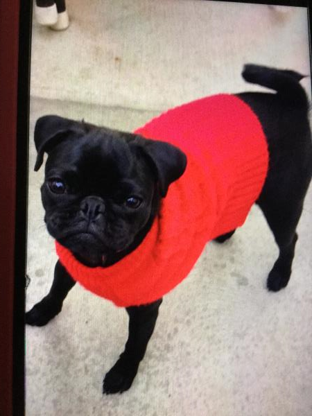 /Images/uploads/PUG NATION RESCUE OF LOS ANGELES/2019pugcalendar/entries/8505thumb.jpg